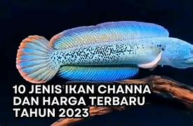 Harga Ikan Channa Terbaru